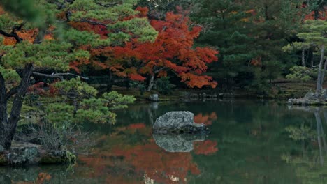 the iconic golden pavilion, kinkaku-ji, reflects beautifully on the tranquil lake surrounded by the rich, vibrant colors of autumn foliage in kyoto.