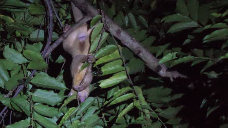 kinkajou  feeding at night in costa rica