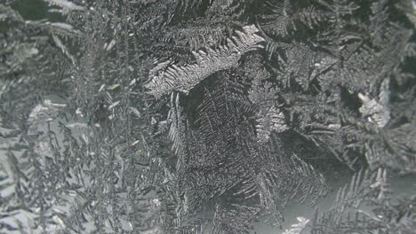 una temporada de invierno en la ciudad con pinos