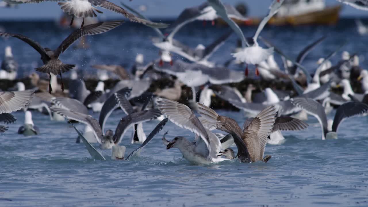A gull swallows a pacific herring whole in slow motion while others dive around it during the pacific herring spawn on Vancouver Island.