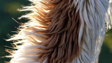 close-up of llama fur