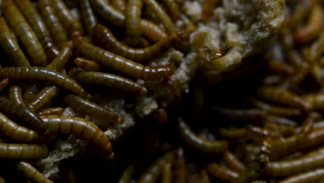 the mealworm is a species of darkling beetle used to feed pets like fish, snakes, birds, and frogs