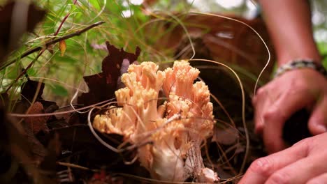 anonymous woman collecting ramaria mushroom and putting into basket