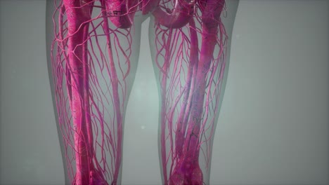 complete close-up view of the skeletal system with transparent body