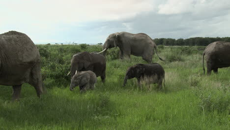 african elephant family eating in grasslands, amboseli n