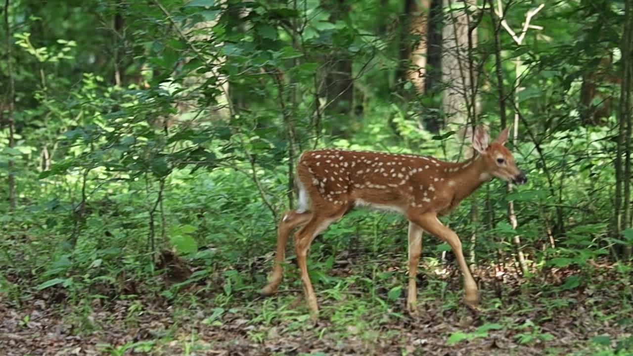 el ciervo manchado camina por el bosque.
