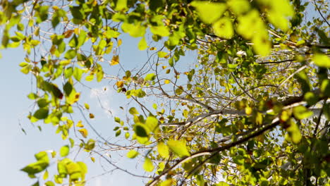 looking up at tree branches and leaves against the sky