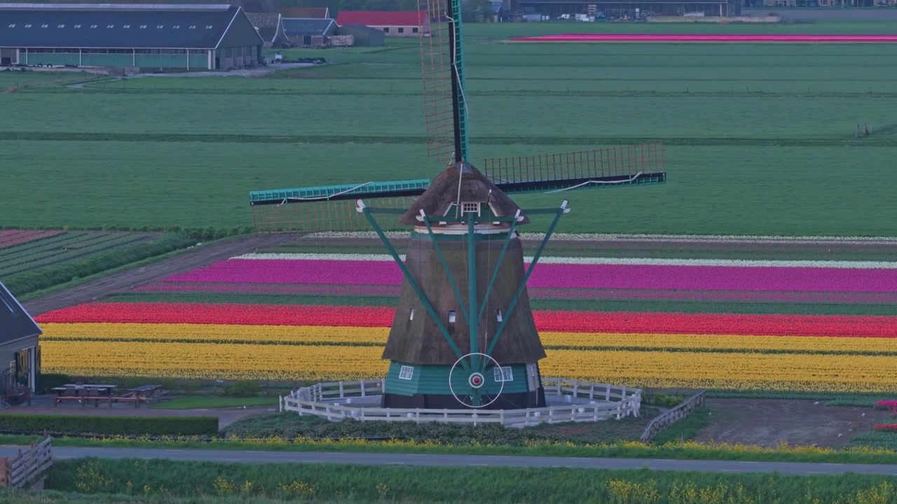 Mulino a vento olandese che si erge in un campo di tulipani colorati.