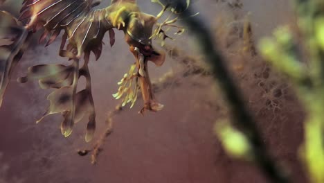 dragón de mar frondoso con huevos macro primeros planos 4k cámara lenta