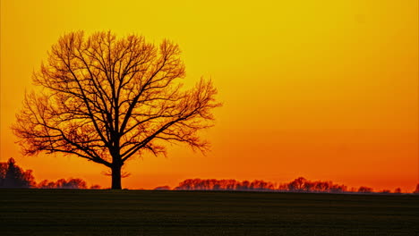 Un-Solo-árbol-Contra-Un-Impresionante-Fondo-De-Cielo-Al-Atardecer