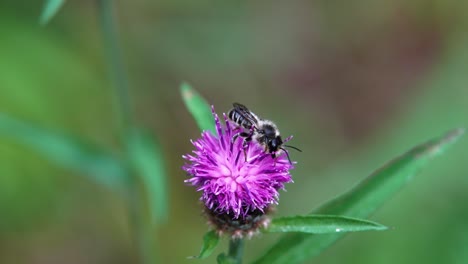 slow motion clip of a honey bee pollenating a flowering knapweed