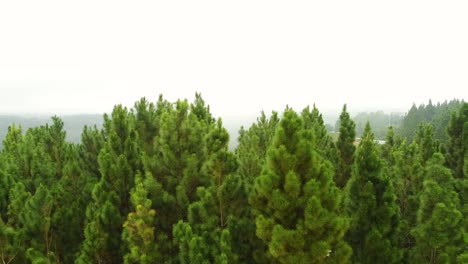 eye level drone shot of pine trees