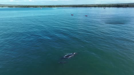 Ballenas-Jorobadas-De-Vaca-Y-Ternero-Descansando-Cerca-De-La-Costa-Mientras-La-Gente-En-Canoas-Observa-Desde-La-Distancia