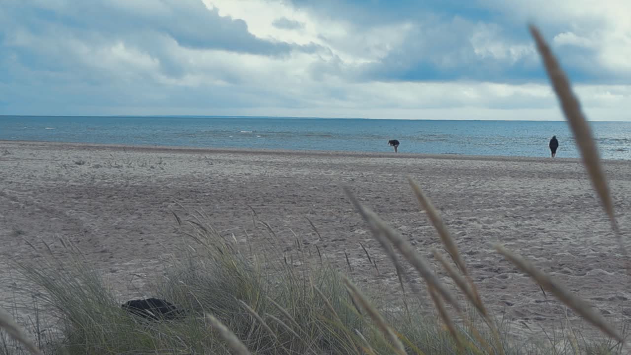 People seen as small silhouettes at a beach in Saaremaa Mändjala during summer time with plants in the foreground moving in slow motion. Sand, sea and blue clouds visible during summer time windy day.