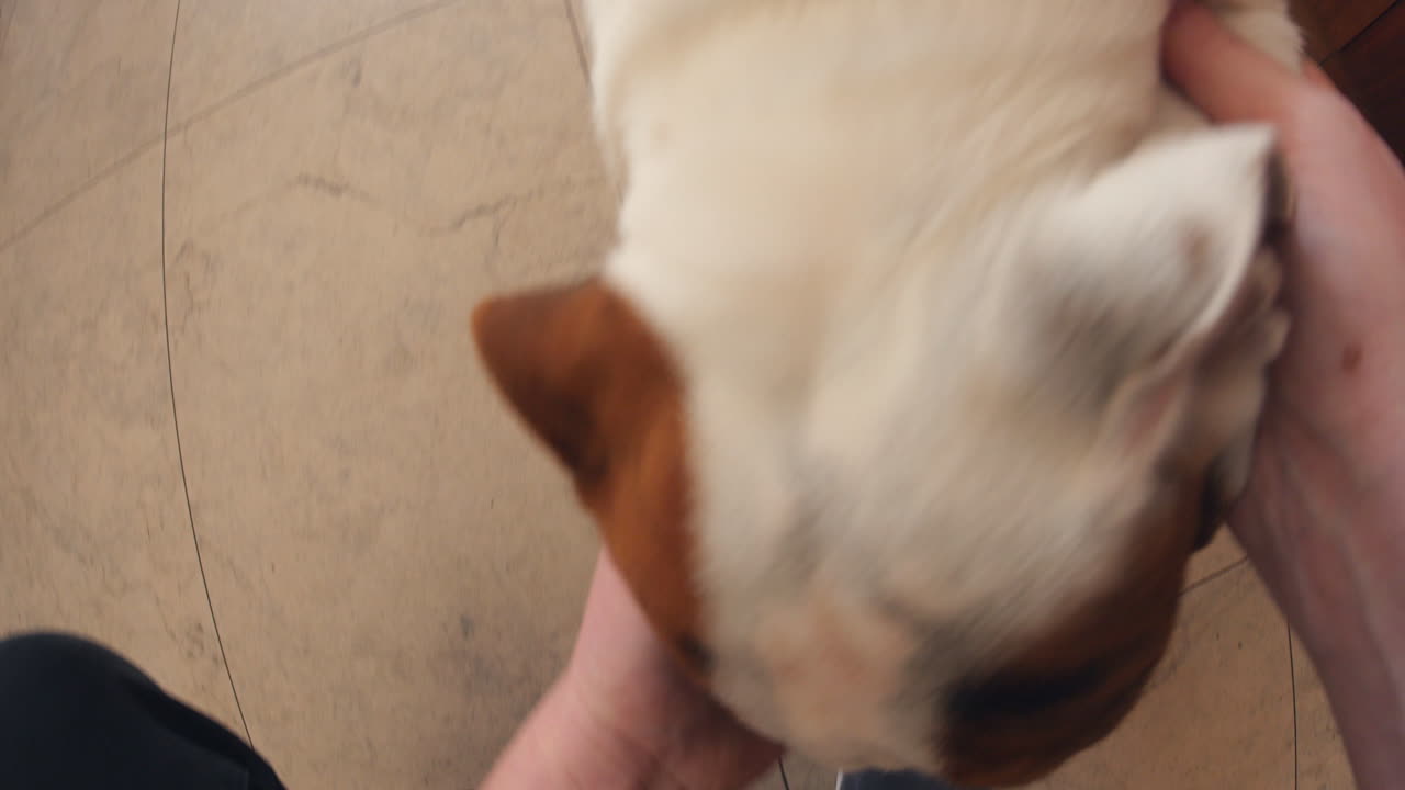 Point of view of man calling and stroking pet dog