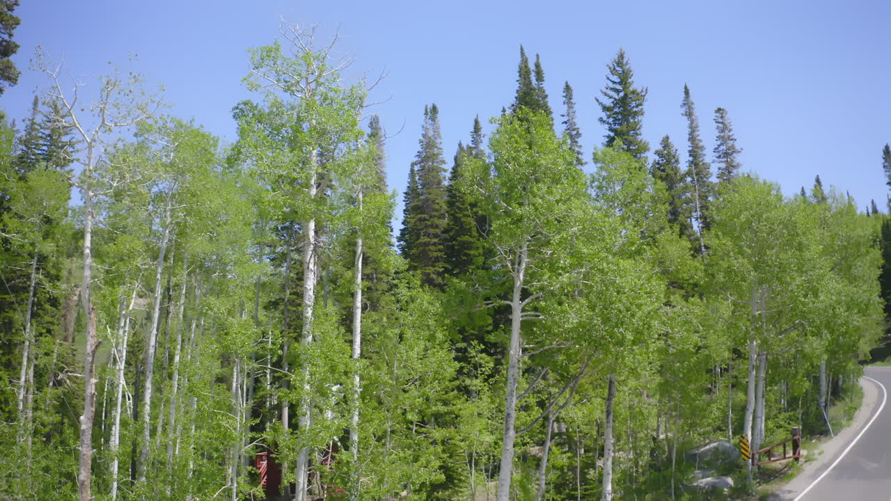 Lush green aspen trees line the road through Guardsman Pass, a scenic mountain route connecting Park City and Salt Lake City, Utah. A peaceful summer view of the Wasatch Mountains