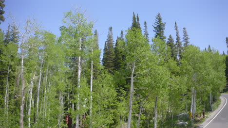 lush green aspen trees line the road through guardsman pass, a scenic mountain route connecting park city and salt lake city, utah. a peaceful summer view of the wasatch mountains