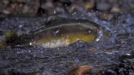 slow motion medium shot of salmon spawning in british columbia