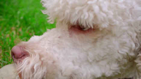 white dog playing with ball on green grass. closeup of dog face open mouth