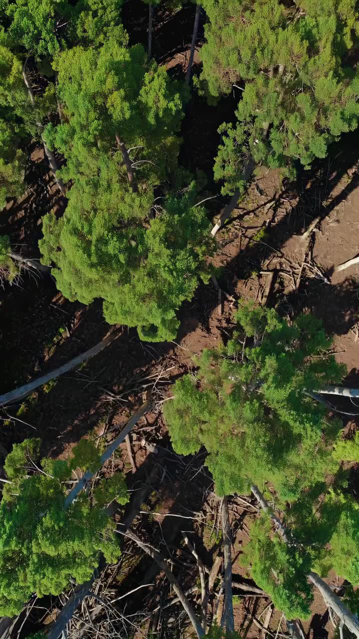 Aerial view of lush green trees from above, showcasing a top-down angle