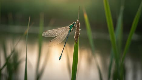 a beautiful close-up of a dragonfly resting on a blade of grass surrounded by sparkling water at dusk, capturing the essence of nature's tranquility
