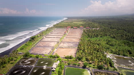 un dolly aéreo sobre una gran granja de camarones en bali junto a la costa tropical