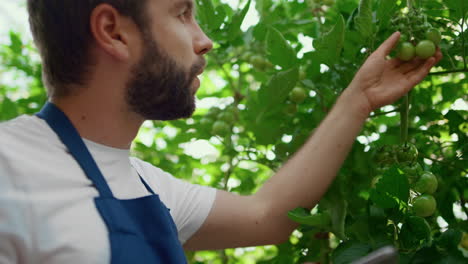 botanical specialist collecting data harvesting tomatoes tablet garden closeup