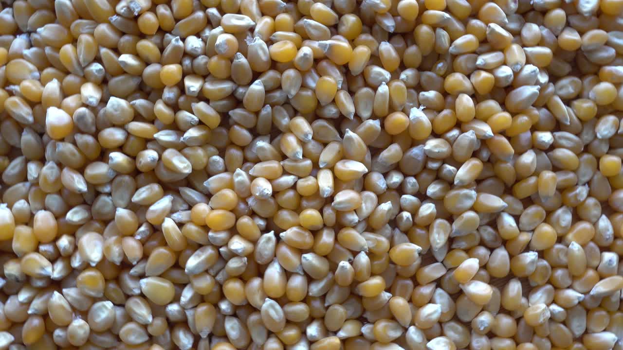 una pila de semillas de maíz en un plato gira