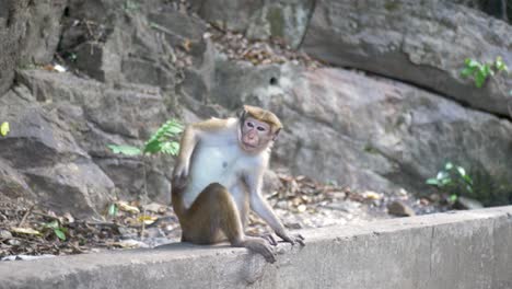 Vista-En-Cámara-Lenta-De-Un-Mono-En-Una-Repisa-De-Concreto-Sentado-Y-Rascándose-El-Cuerpo-Con-Picazón-Comportamiento-De-Conservación-De-Especies-De-Primates-Animales-Sri-Lanka-Asia