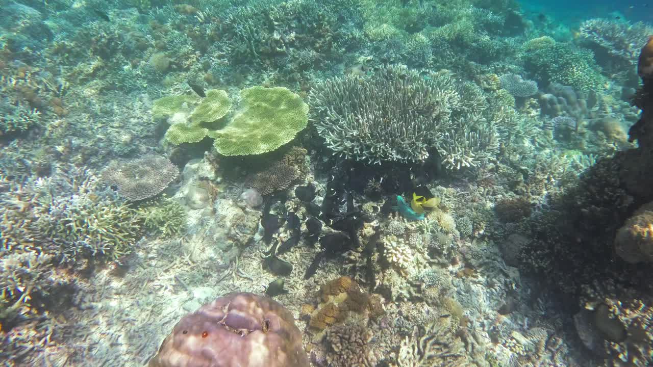 un grupo de peces negros nada sobre un arrecife de coral en raja ampat, indonesia