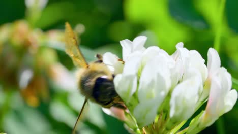 Eine-Honigbiene,-Die-Nektar-Sammelt-Und-Pollen-Auf-Weißen-Blumen-Verbreitet---Makroaufnahme