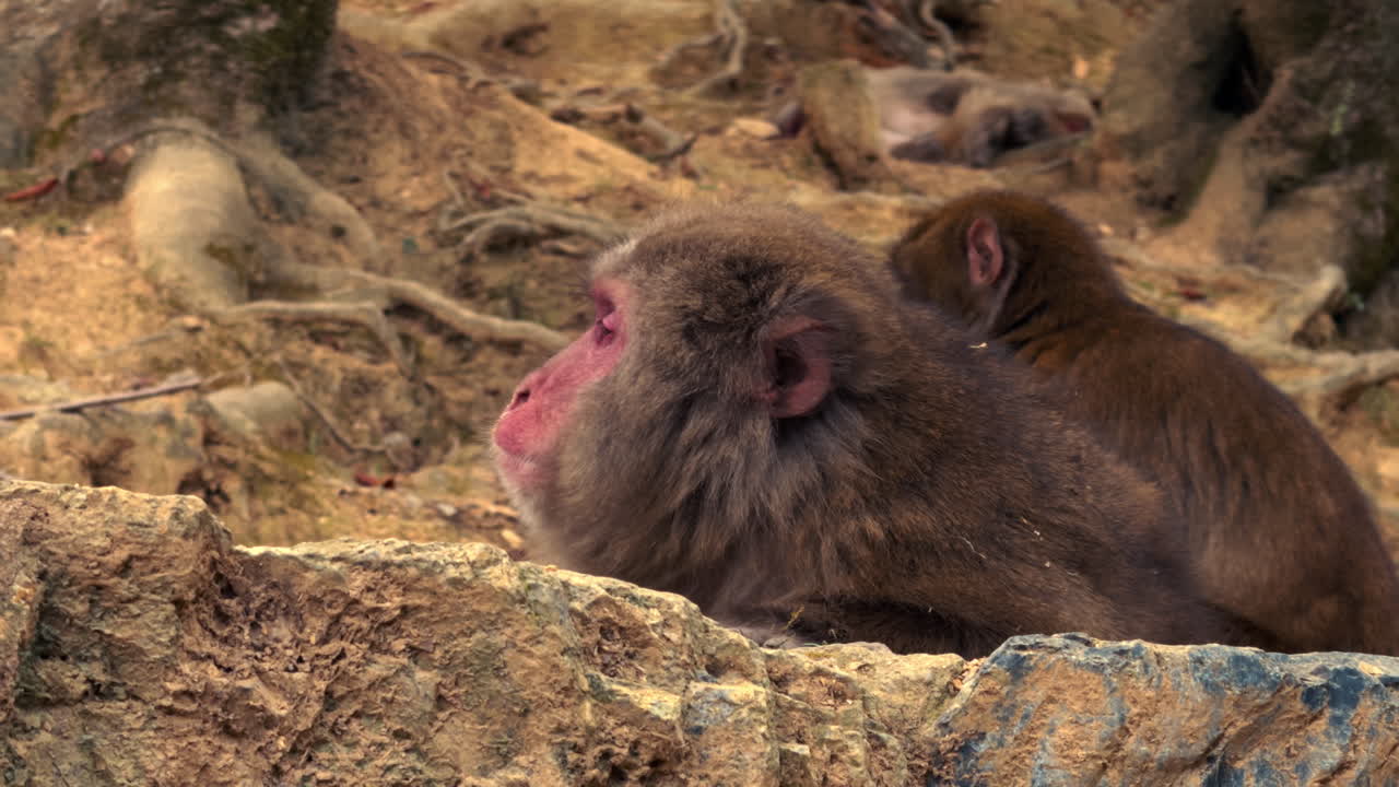 An adult Japanese macaque with a red face rests on a rock while another monkey tends to grooming behind
