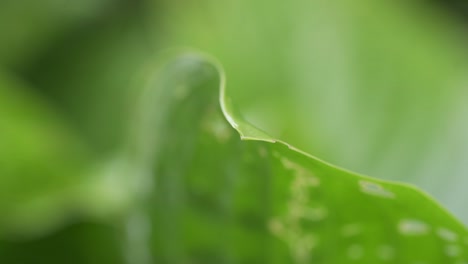 Close-up-shot-of-bright-green-leaves-wet-form-water-droplets