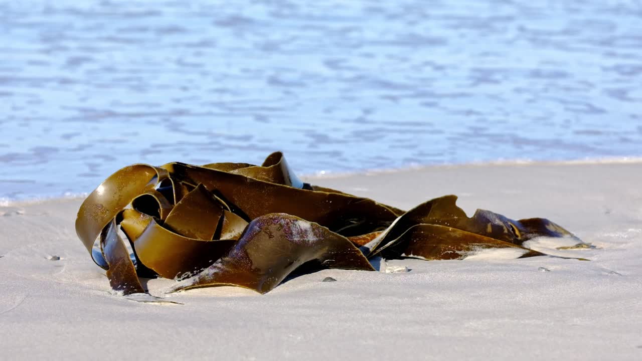 Alga marina su una spiaggia in Sudafrica mentre le onde si infrangono sulla sabbia.