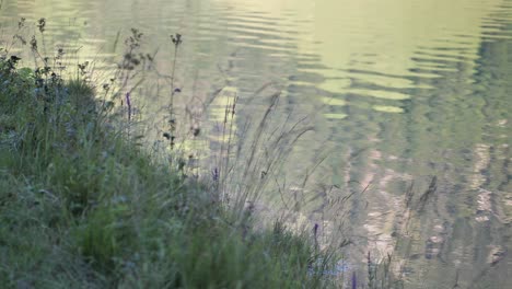 green plants and grass standing at the border of the slowly bobbling water while the reflection is moving. steady peaceful shot