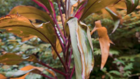 árboles verdes en hawaii sol verde deliciosas plantas tropicales