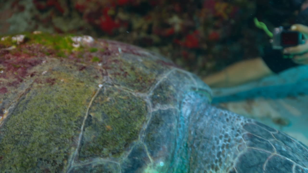 tortuga de mar de cabeza larga de cerca y personal en cancún, méxico