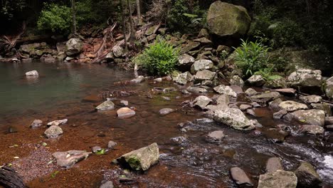 Handaufnahmen-Eines-Wasserbeckens-Entlang-Des-Cedar-Creek,-Des-Wanderwegs-Curtis-Falls,-Des-Tamborine-Mountain