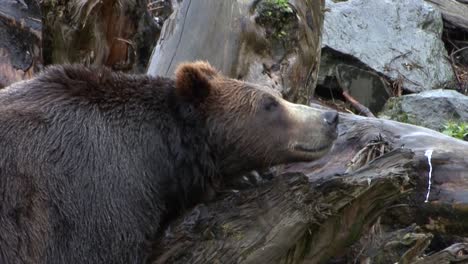 black bear resting its head on a dead tree trunk