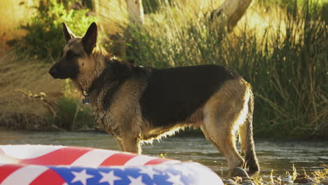 static shot of german shepherd trained dog standing on a pond river water in wilderness with usa national flag