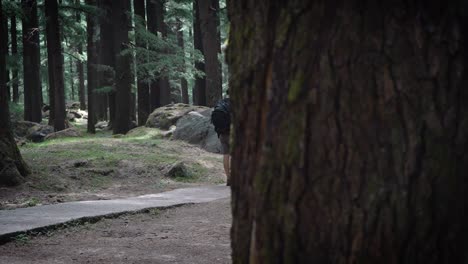 tiro de ángulo bajo de un joven americano caminando en el parque natural de manali
