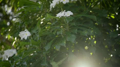 la luz del sol parpadeando a través de las hojas y el arbusto de flores silvestres blancas
