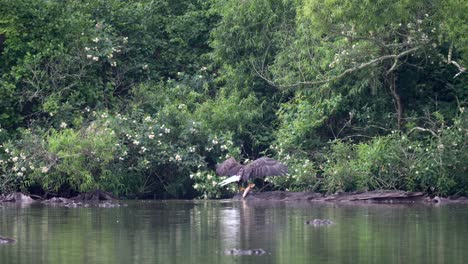 Un-águila-Calva-Caminando-Por-El-Agua-De-Un-Lago-Con-Un-Pez-En-Sus-Garras-Mientras-Salta-Sobre-Una-Roca