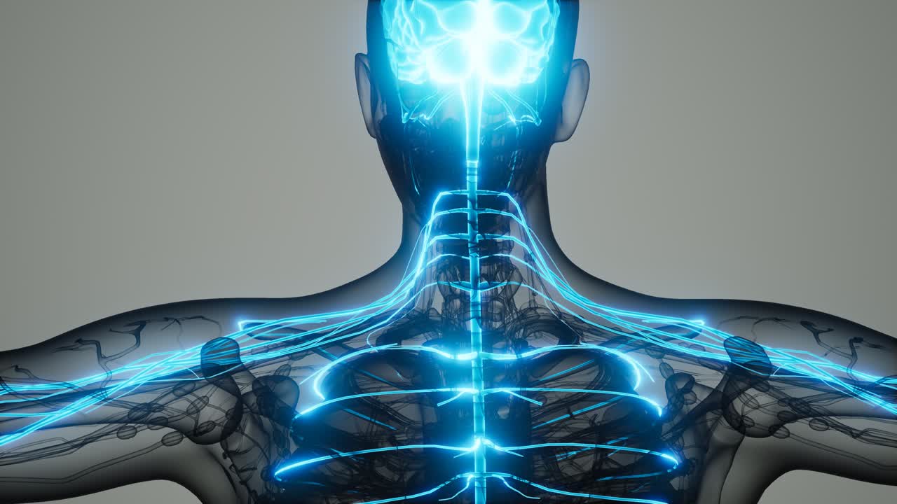 인간의 뇌와 신경계