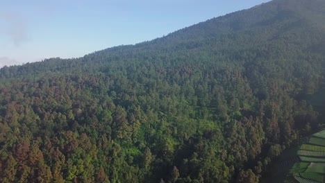 Dichte-Bäume,-Die-An-Sonnigen-Tagen-Mit-Blauem-Himmel-Im-Wald-Am-Hang-Des-Berges-Wachsen---Vorwärtsflug-Aus-Der-Luft