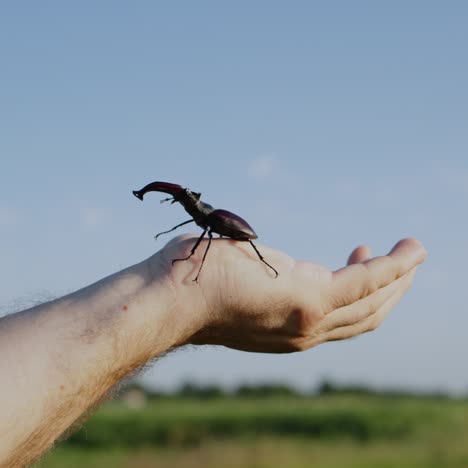 Big-deer-beetle-crawls-on-a-hand