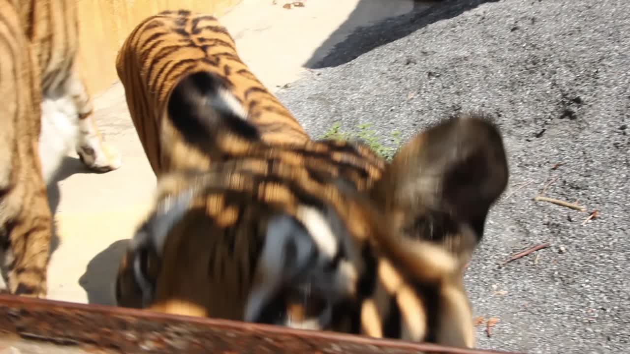 손으로 호랑이에게 생 고기를 먹이는 것