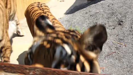 hand feeding tigers with raw chicken meat