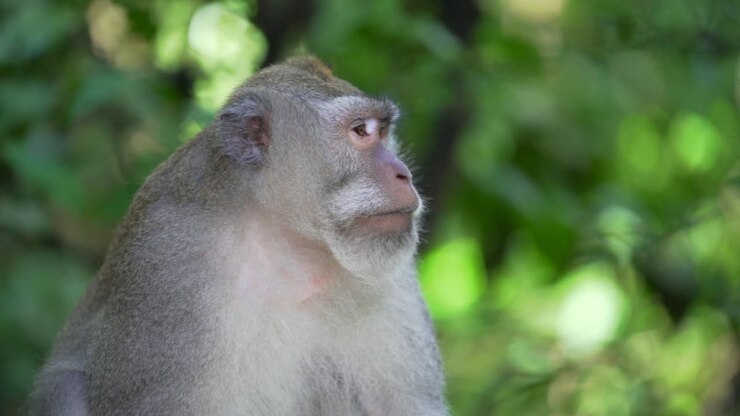 Tight shot of adult monkey looking to the right in a forest