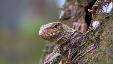 Kopf-Einer-Asiatischen-Wasserwarane,-Die-Aus-Ihrem-Nest-In-Einer-Baumhöhle-Blickt